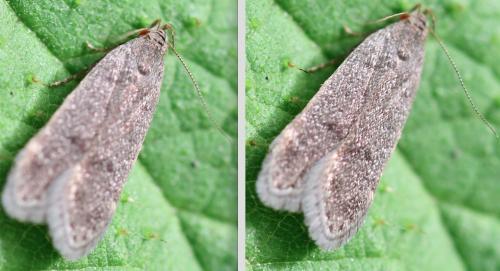 Anacampsis timidella